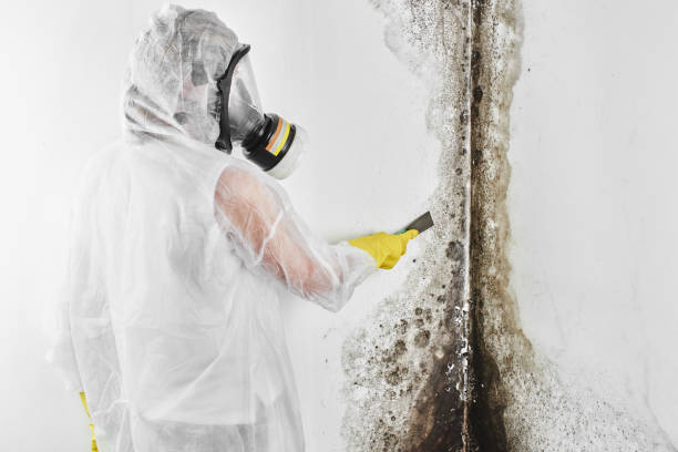 Best Bathroom Mold Remediation in Fabrica, TX