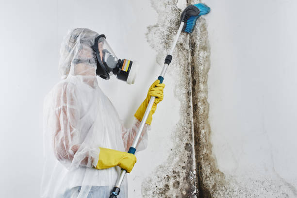 Best Bathroom Mold Remediation in Fabrica, TX
