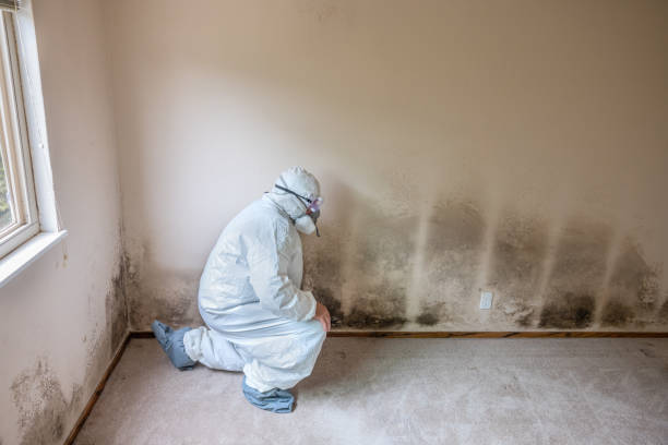 Professional Mold Remediation in Fabrica, TX